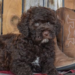 Curly - Chocolate male Goldendoodle puppy in Macedon, New York from Toodles Goldendoodles
