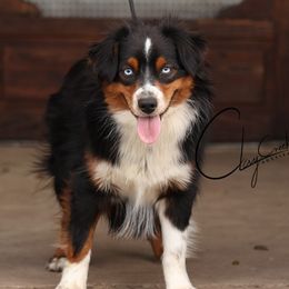 Seger - Miniature Australian Shepherd