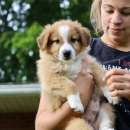 English Shepherd Puppies from Kefi Collie Co