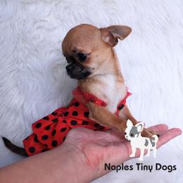 Chihuahua Puppies from Naples Tiny Dogs