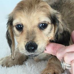 Dachshund Puppies from Northwest Dachshunds