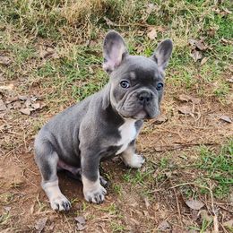 Boston Terrier and French Bulldog Puppies from Blue Skies Frenchies Florida