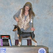 Bouvier des Flandres and Rat Terrier All Grown Up from DHart Farm & Kennel