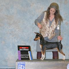 Bouvier des Flandres and Rat Terrier All Grown Up from DHart Farm & Kennel