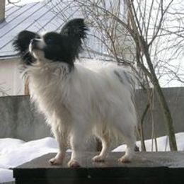Alex - Papillon