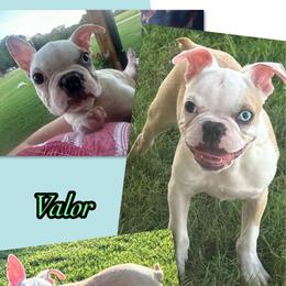 Valor - Seal brindle and white male Boston Terrier puppy in Brazos Point, Texas from TX Southern Belle Bostons
