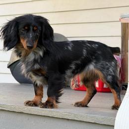Sassy - Dachshund