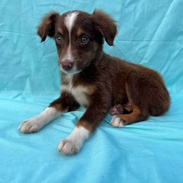 Nala - Red tri Miniature Australian Shepherd puppy in Alabama from SBA Aussies