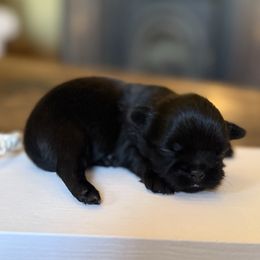 Prince S- C - Black male Shih Tzu puppy in Xenia, Ohio from Crown & Tress Shih Tzu