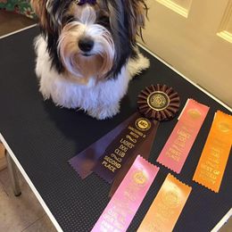Biewer Terrier All Grown Up from Miabella Biewer