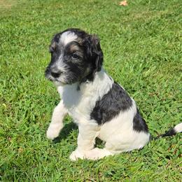 Forrest - Black and white male Bernedoodle puppy in Mckenzie, Tennessee from Small Town Doodles & Poodles