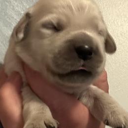 Girl 4 - female Golden Retriever puppy in Vienna, Maine from France Family Goldens