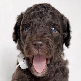 Boy 2 - Brown Poodle puppy in Stuart, Florida from AKC/Excellent + Good OFA Sweet Delightful Poodles