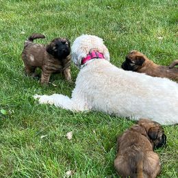 Soft Coated Wheaten Terrier Puppies from Wagging Wheatens