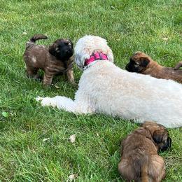 Soft Coated Wheaten Terrier Puppies from Wagging Wheatens