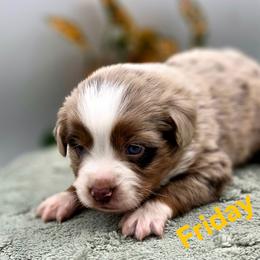 Friday - Red merle male Toy Australian Shepherd puppy in Viking, Minnesota from Son Shine Farm