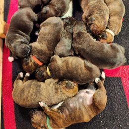 Boxer Puppies from Andrus Family Boxers
