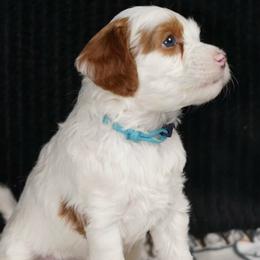Snow - Chalk female Australian Labradoodle puppy in Fontana, California from Glory Labradoodle’s