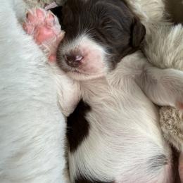 Lavender - Brown and white female Bernedoodle puppy in Curtice, Ohio from The Pink Doghouse
