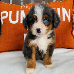 Moose - Tri-color male Bernedoodle puppy in Auburn, Indiana from Martin’s Doodles