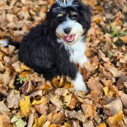Bernedoodle, Goldendoodle, and Poodle Puppies from JensenBelle Doodles