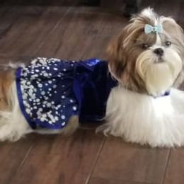 Shih Tzu Puppies from Good Roots Shih Tzu's