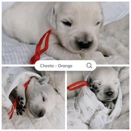 Cheeto - orange collar - Light golden male Golden Retriever puppy in Noblesville, Indiana from Ivory & Pine Goldens