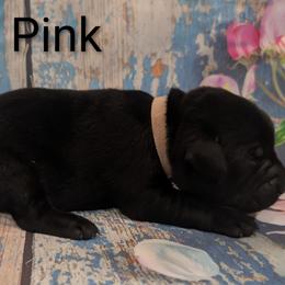 Miss Pink - Black female Labrador Retriever puppy in Lebanon, Pennsylvania from Robertson's Retrievers and Doodles