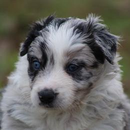 Blue Merle male 1 - Blue merle male Border Collie puppy in Tylertown, Mississippi from Cool Meadow Farms