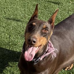 Nala - Doberman Pinscher