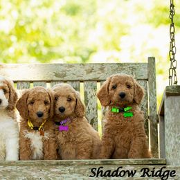 Goldendoodle and Poodle Puppies from Shadow Ridge Doodles