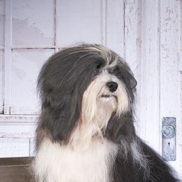 GRD CH Revistio's When the Thunder Rolls - Havanese