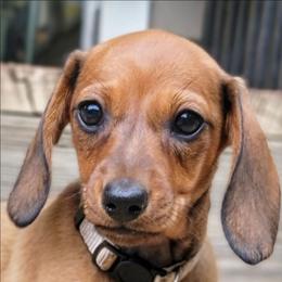 Kaya - Red female Dachshund puppy in Mountain Grove, Missouri from Blueprint K9 Dachshunds- www.BlueprintK9.com