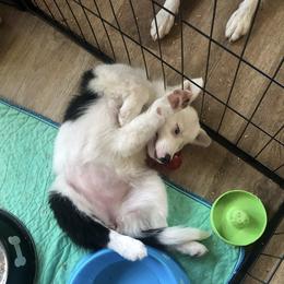 Border Collie Puppies from Cahill’s Canines