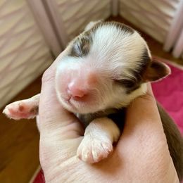 Hawthorn - Red tri male Miniature Australian Shepherd puppy in Gatesville, Texas from Southern Promise Aussie’s