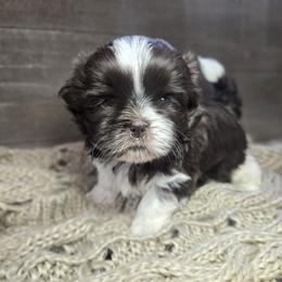 Eddy - Liver and white male Shih Tzu puppy in Mountain Grove, Missouri from Precious Puppies