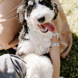 Bernice - Bernedoodle