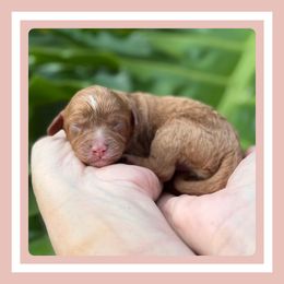 Chiffon - Apricot female Cavapoo puppy in Dade City, Florida from Periwinkle Pups
