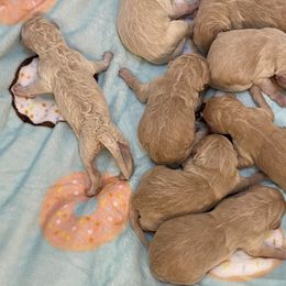 French Bulldogs and Goldendoodles from Paw Palace of Atlanta