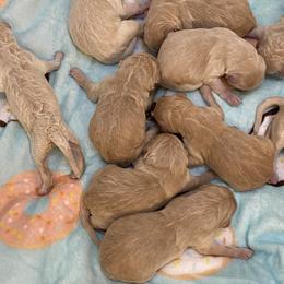 French Bulldogs and Goldendoodles from Paw Palace of Atlanta