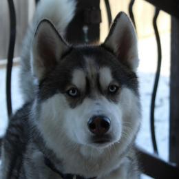 Augie - Siberian Husky