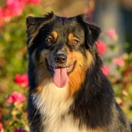 Australian Shepherds, Miniature American Shepherds, and Miniature Australian Shepherds from Copper Sky Aussies & Mini American Shepherds