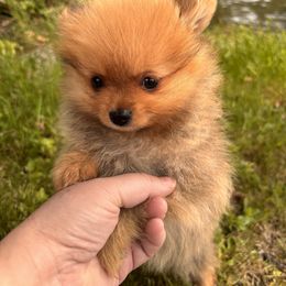 Pomeranian Puppies from Maine Pom’s