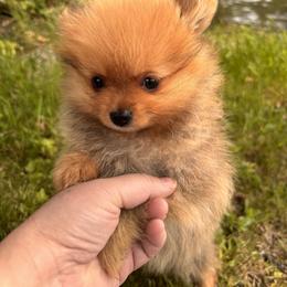 Pomeranian Puppies from Maine Pom’s