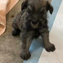 Jasper - Wheaten male Miniature Schnauzer puppy in Lebanon, Oregon from LJ Mini Schnauzers