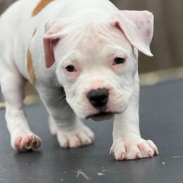Shadowfax - White female American Bully puppy in Princeton, Texas from District 12 Kennels