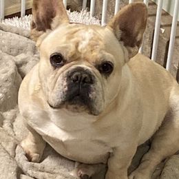 Tiki - French Bulldog