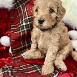 Harry - Red  male Goldendoodle puppy in Boise, Idaho from Goldendoodle Baby