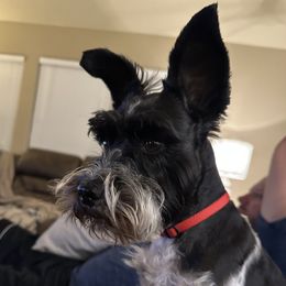 Tess - Miniature Schnauzer