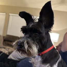 Tess - Miniature Schnauzer